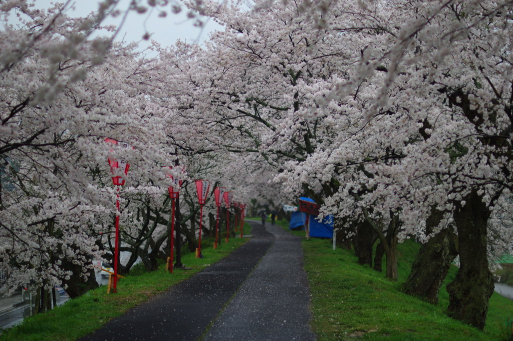 雨の桜並木