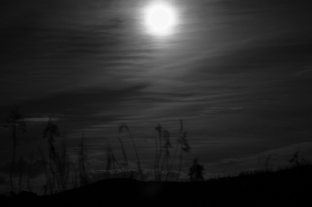 朧月夜