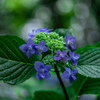 雨の香りと紫陽花