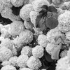 ∻white∻