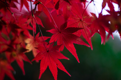 深紅