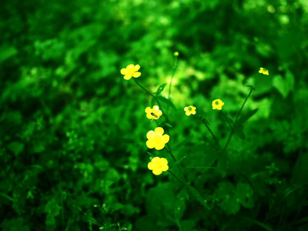 yellow