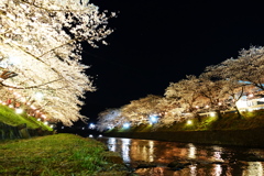 夜の桜並木
