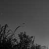 夕暮れ