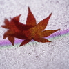 傘に舞い降りた紅葉