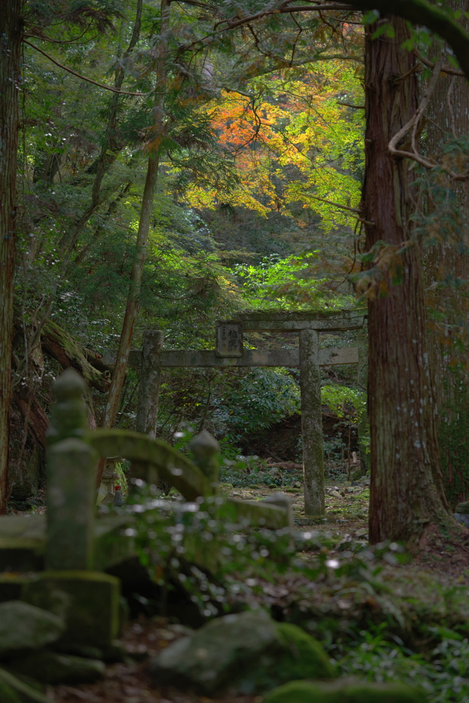 神秘の園