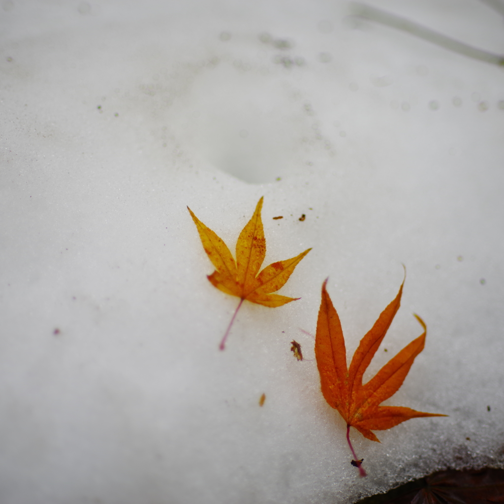 雪紅葉