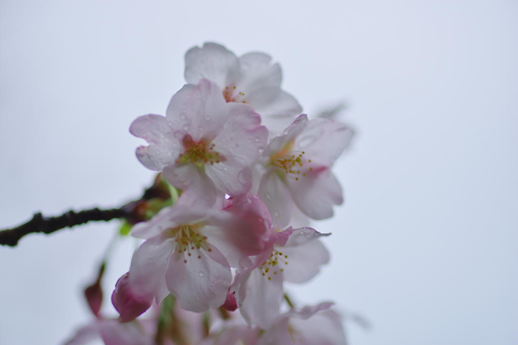 春雨