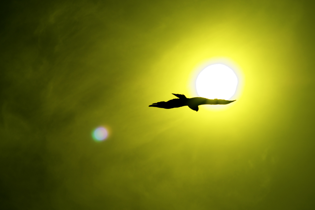 自由への翼