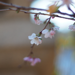 寒桜