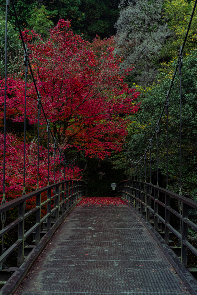 紅葉橋