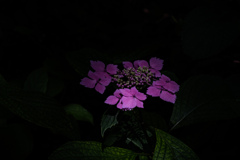 紫陽花Ⅱ