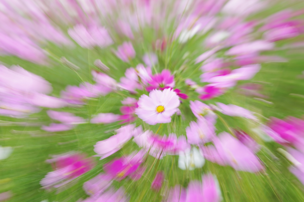 cosmos