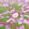cosmos