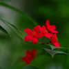 深紅