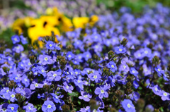 庭の草花