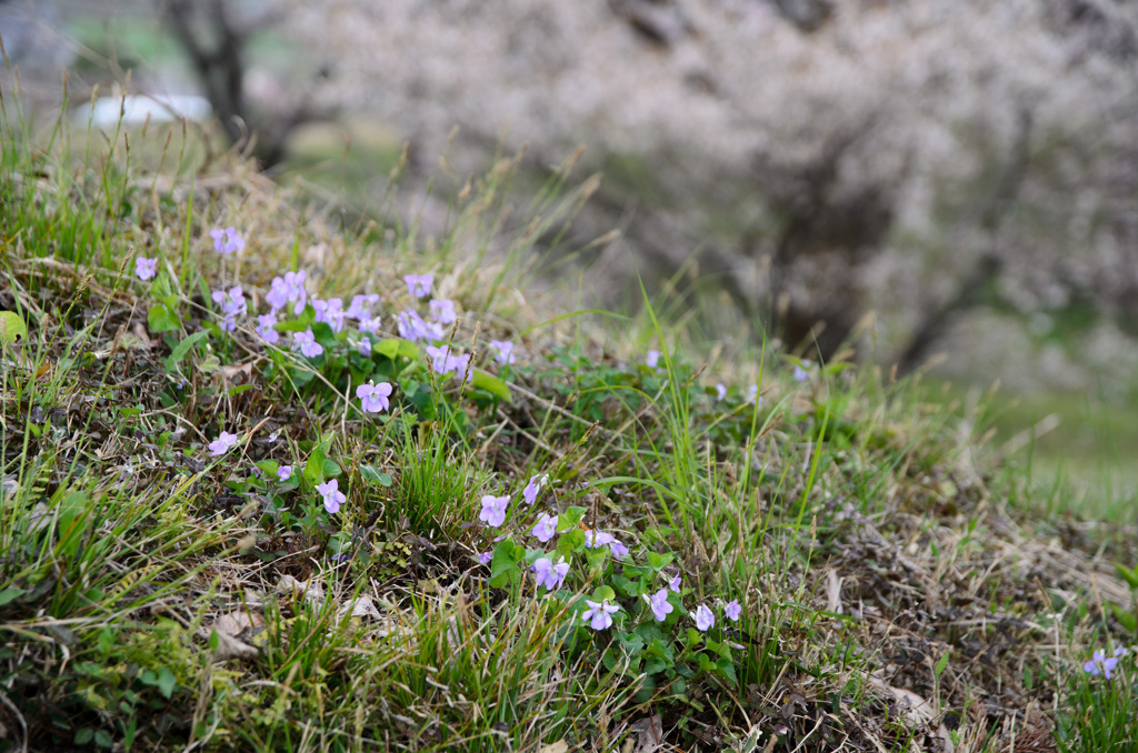 お花見