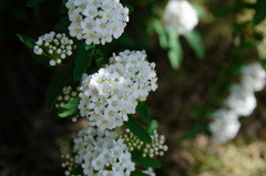 庭の草花　コデマリ