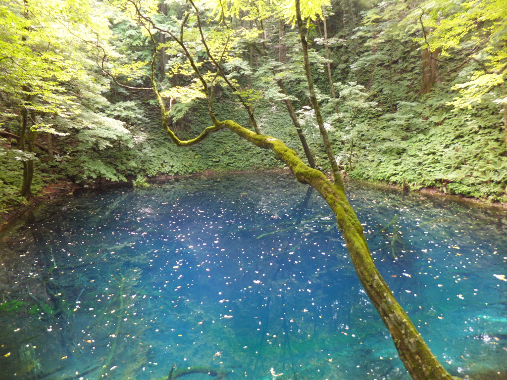 白神山地青池