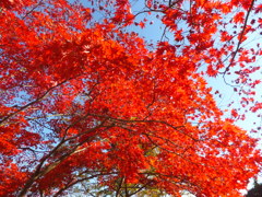 飯能名栗鳥居観音の紅葉