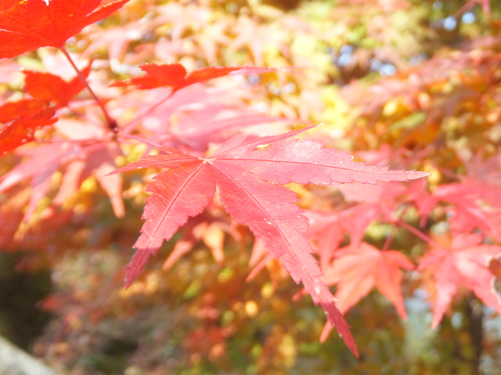 わたらせ渓谷紅葉