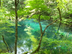 白神山地沸壺ノ池