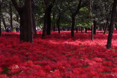 巾着田の曼殊沙華