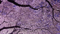 夜桜