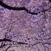 夜桜