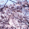 sakura