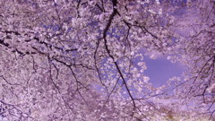 桜宴
