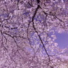 桜宴