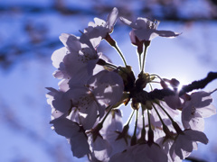 桜