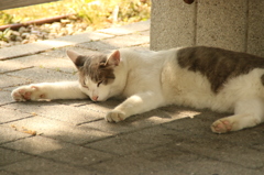 眠り猫