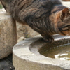 獲物を狙うような