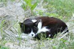 おひるねこ