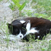 おひるねこ