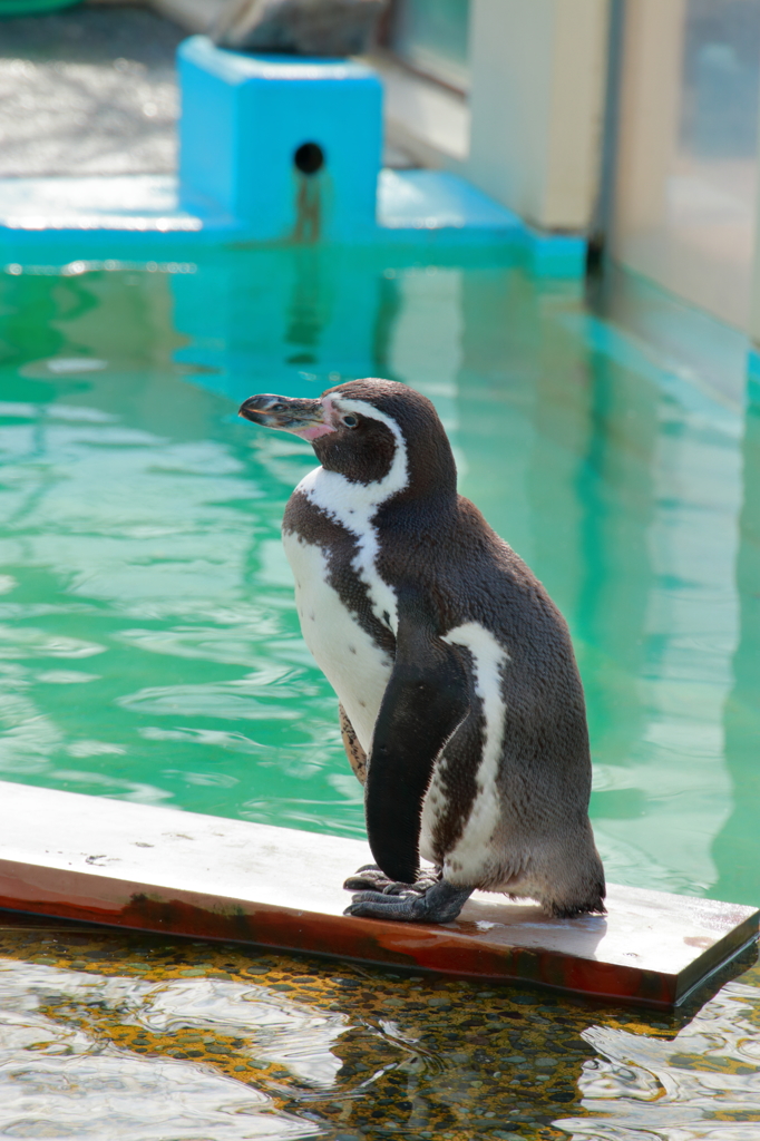 動物園ペンギンは南極大陸の夢を見るか