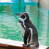 動物園ペンギンは南極大陸の夢を見るか