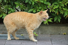 あくび