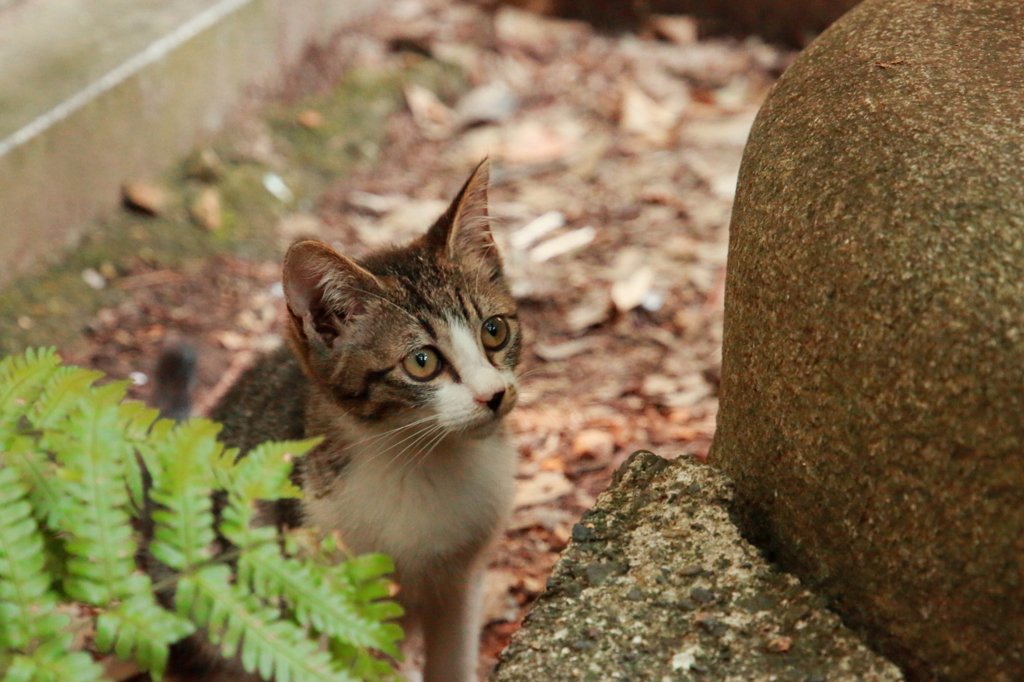 猫のお参り