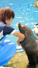 アシカと飼育員さん