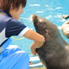 アシカと飼育員さん