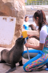 アシカと飼育員さん２