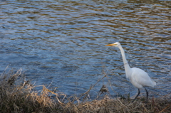 野鳥？
