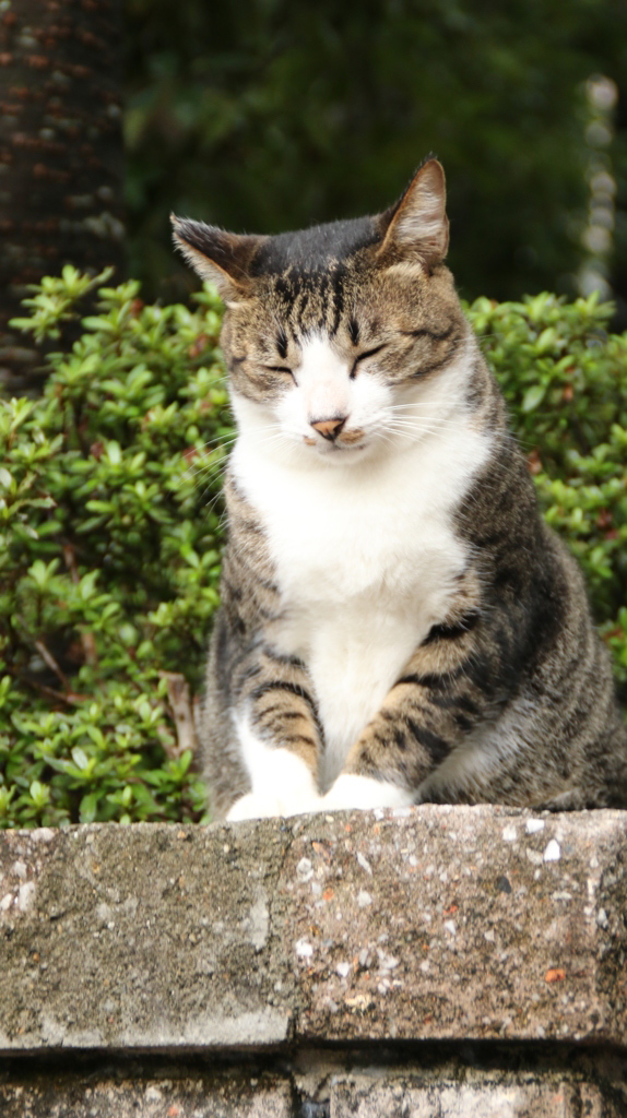くしゃっ