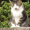 くしゃっ