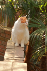 黄昏時の美人猫