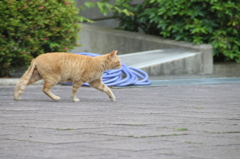 走る猫を追いかける