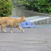 走る猫を追いかける